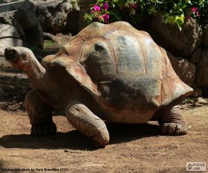 Puzzle Αφρικανική κεντρίσει χελώνα
